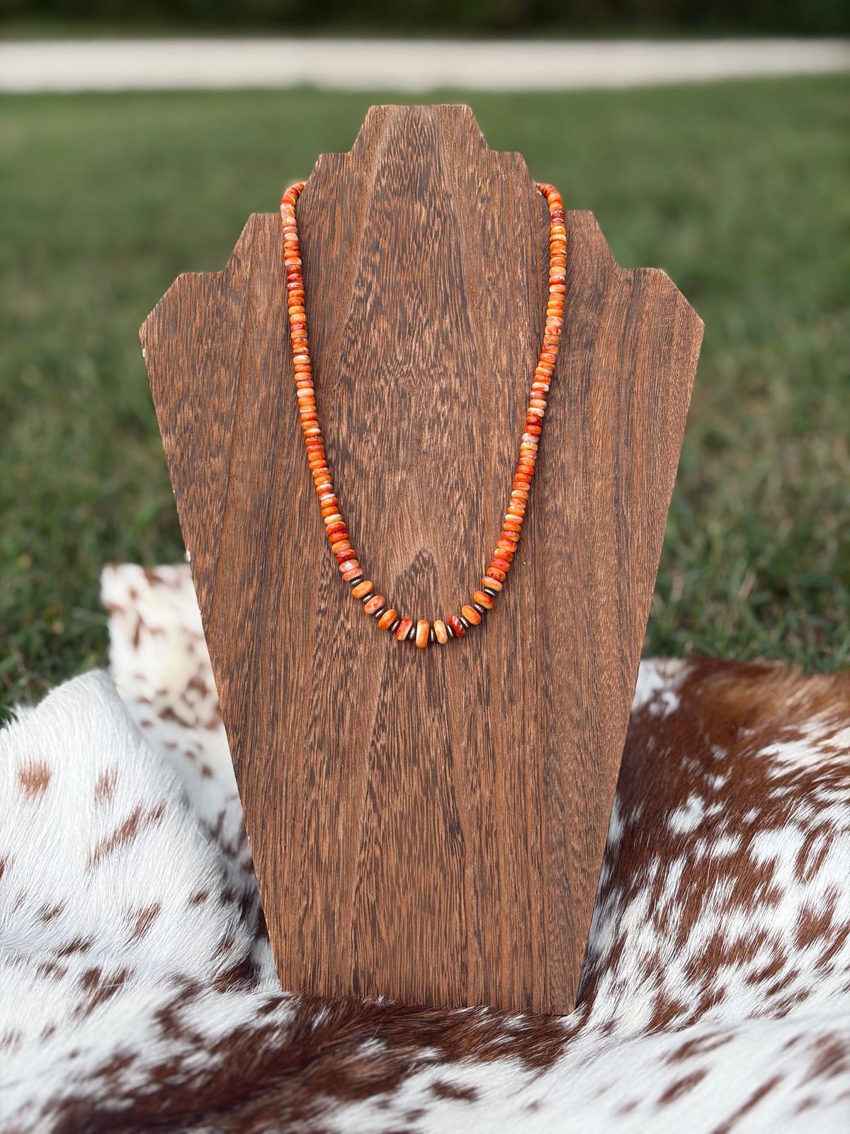 Graduated Orange Spiny